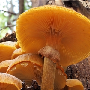 Armillaria luteobubalina at Uriarra Village, ACT - 10 Jun 2024