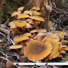 Armillaria luteobubalina at Uriarra Village, ACT - 10 Jun 2024 01:38 PM