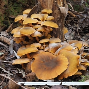 Armillaria luteobubalina at Uriarra Village, ACT - 10 Jun 2024