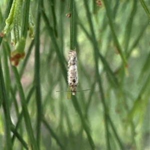 Isochorista ranulana at Ainslie, ACT - 6 Oct 2024 04:57 PM