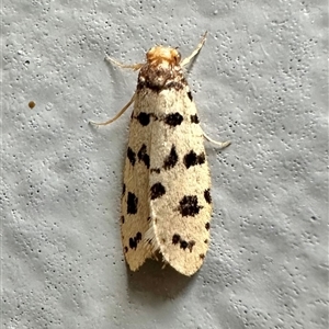 Iphierga sp. (genus) (A case moth) at Ainslie, ACT by Pirom