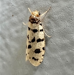 Iphierga sp. (genus) at Ainslie, ACT - 30 Nov 2024 06:15 PM