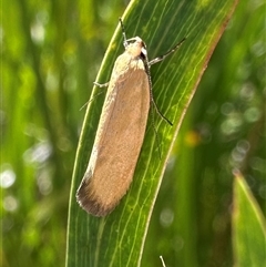 Telocharacta metachroa (A concealer moth) at Tennent, ACT - 2 Dec 2024 by Pirom