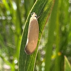 Telocharacta metachroa at Tennent, ACT - 2 Dec 2024 03:02 PM