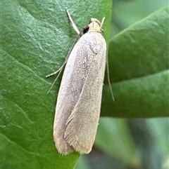 Telocharacta metachroa (A concealer moth) at Ainslie, ACT - 1 Dec 2024 by Pirom