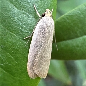 Telocharacta metachroa (A concealer moth) at Ainslie, ACT by Pirom