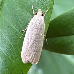 Telocharacta metachroa at Ainslie, ACT - 1 Dec 2024