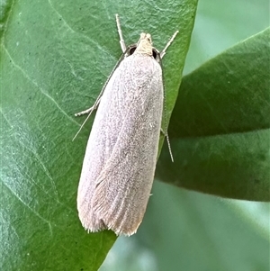 Telocharacta metachroa at Ainslie, ACT - 1 Dec 2024