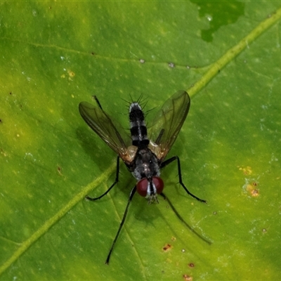 Sumpigaster sp. (genus) (A bristle fly) at Higgins, ACT - 30 Nov 2024 by AlisonMilton