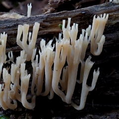 Artomyces sp. (A coral fungus) at Uriarra Village, ACT - 8 Jun 2024 by KenT