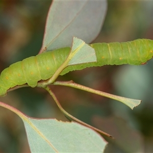 Melanodes anthracitaria (Black Geometrid) at Scullin, ACT by AlisonMilton