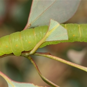 Melanodes anthracitaria at Scullin, ACT - 1 Dec 2024 09:30 AM