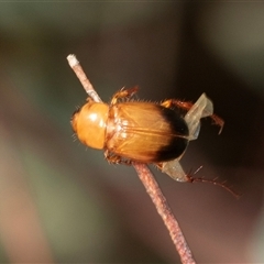 Phyllotocus macleayi (Nectar scarab) at Scullin, ACT - 30 Nov 2024 by AlisonMilton