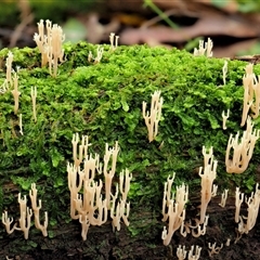 Artomyces sp. (A coral fungus) at Uriarra Village, ACT - 10 Jun 2024 by KenT