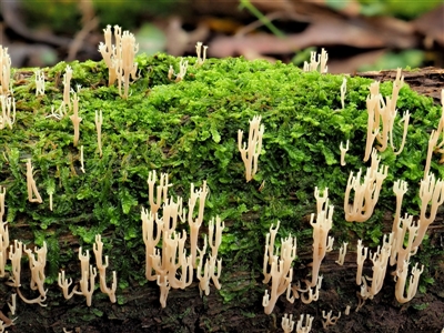 Artomyces sp. (A coral fungus) at Uriarra Village, ACT - 10 Jun 2024 by KenT