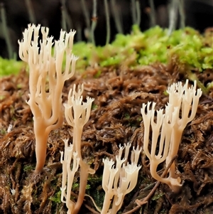 Artomyces sp. at Uriarra Village, ACT - 10 Jun 2024 02:03 PM