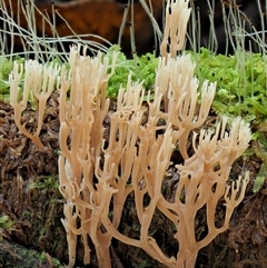 Artomyces sp. at Uriarra Village, ACT - 10 Jun 2024 02:03 PM