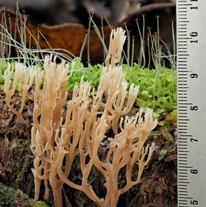 Artomyces sp. at Uriarra Village, ACT - 10 Jun 2024 02:03 PM