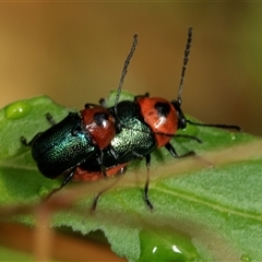 Aporocera (Aporocera) cyanipennis (Leaf beetle) at Higgins, ACT - 1 Dec 2024 by AlisonMilton