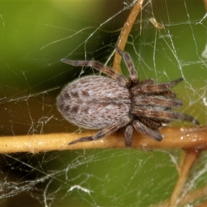 Badumna (genus) at Higgins, ACT - 1 Dec 2024 08:53 AM
