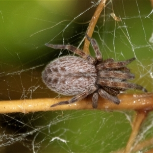 Badumna sp. (genus) (Lattice-web spider) at Higgins, ACT by AlisonMilton