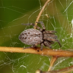 Badumna sp. (genus) at Higgins, ACT - 1 Dec 2024 08:53 AM