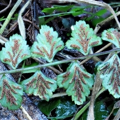 Asplenium flabellifolium (Necklace Fern) at Uriarra Village, ACT - 7 Jun 2024 by KenT