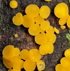 Bisporella citrina (Yellow Fairy Cups or Lemon Discos) at Uriarra Village, ACT - 10 Jun 2024 by KenT