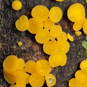 Bisporella citrina at Uriarra Village, ACT - 10 Jun 2024