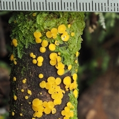 Bisporella citrina at Uriarra Village, ACT - 10 Jun 2024