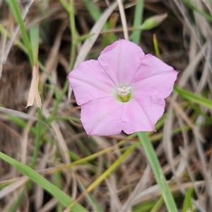 Convolvulus angustissimus subsp. angustissimus (Australian Bindweed) at Hawker, ACT by sangio7