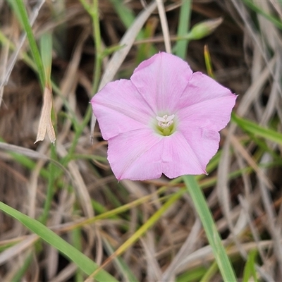 Convolvulus angustissimus subsp. angustissimus (Australian Bindweed) at Hawker, ACT - 5 Dec 2024 by sangio7