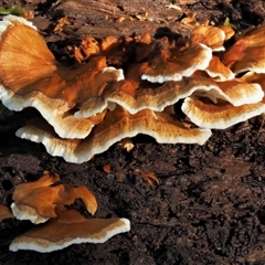 Trametes versicolor at Uriarra Village, ACT - 9 Jun 2024 by KenT