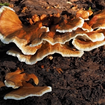 Trametes versicolor at Uriarra Village, ACT - 9 Jun 2024 by KenT