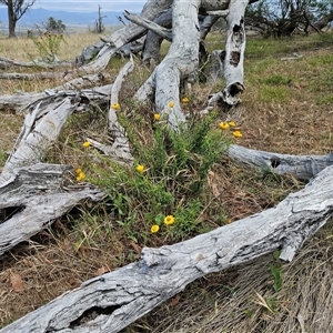 Xerochrysum viscosum (Sticky Everlasting) at Hawker, ACT by sangio7