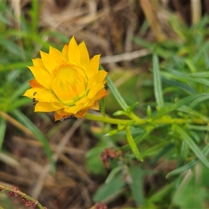 Xerochrysum viscosum at Hawker, ACT - 5 Dec 2024