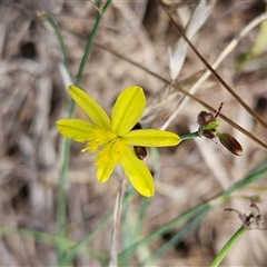 Tricoryne elatior (Yellow Rush Lily) at Hawker, ACT - 5 Dec 2024 by sangio7