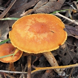 Cortinarius sp. at Uriarra Village, ACT - 10 Jun 2024