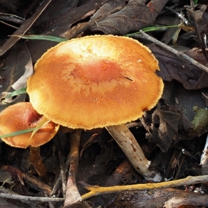 Cortinarius sp. at Uriarra Village, ACT - 10 Jun 2024