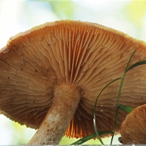 Cortinarius sp. at Uriarra Village, ACT - 10 Jun 2024