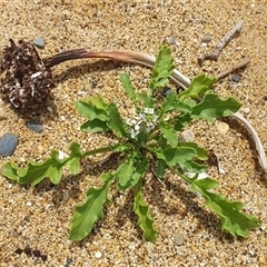 Cakile maritima (Sea Rocket) at Diggers Camp, NSW - 5 Dec 2024 by Topwood