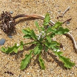 Cakile maritima (Sea Rocket) at Diggers Camp, NSW by Topwood