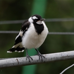 Grallina cyanoleuca (Magpie-lark) at Higgins, ACT - 29 Nov 2024 by AlisonMilton