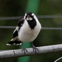 Grallina cyanoleuca at Higgins, ACT - 29 Nov 2024 05:55 PM