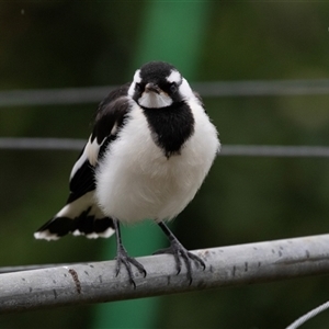 Grallina cyanoleuca at Higgins, ACT - 29 Nov 2024 05:55 PM