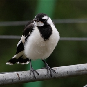 Grallina cyanoleuca at Higgins, ACT - 29 Nov 2024 05:55 PM