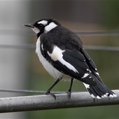 Grallina cyanoleuca at Higgins, ACT - 29 Nov 2024 05:55 PM