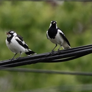 Grallina cyanoleuca at Higgins, ACT - 29 Nov 2024