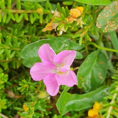 Unidentified Other Wildflower or Herb at Diggers Camp, NSW - 4 Dec 2024 by Topwood