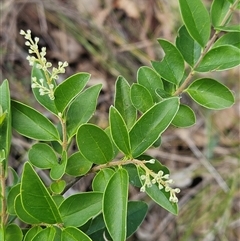 Ligustrum sinense (Narrow-leaf Privet, Chinese Privet) at Whitlam, ACT - 5 Dec 2024 by sangio7